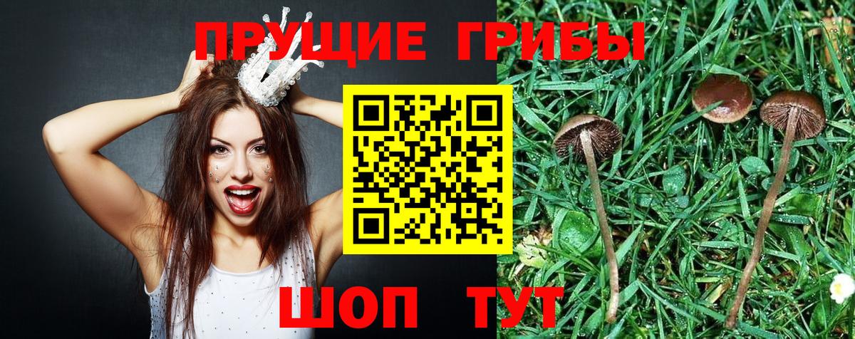Псилоцибиновые грибы Cubensis Михайловка
